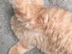 Persian cat