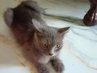 Persian cat