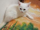 Persian Cat