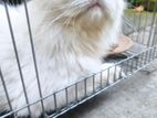 Persian Cat
