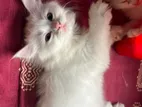 Persian Cat