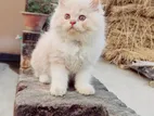 Persian Cat