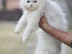 Persian cat