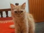 Persian cat