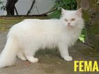 Persian Cat