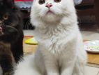 Persian Cat