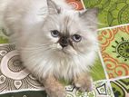 Persian cat