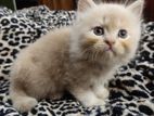 Persian Cat