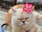 Persian Cat