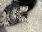 Persian Cat