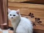 Persian Cat