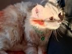 Persian Cat