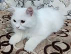 Persian cat