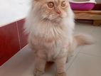 Persian Cat