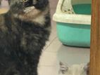 Persian Cat