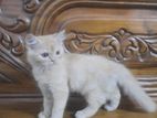 persian cat