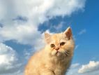 Persian cat male
