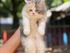 Persian Cat