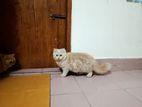 Persian Cat