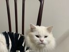 Persian Cat