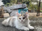 Persian Cat