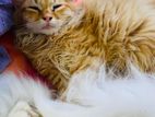 Persian Cat
