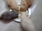 Persian cat for sell