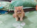 Persian Cat for sale