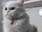 Persian Cat