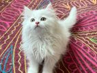 Persian Cat