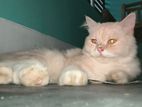 Persian Cat
