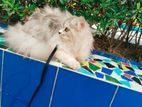 Persian cat for sell