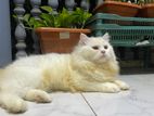 Persian cat