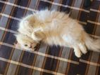 Persian cat