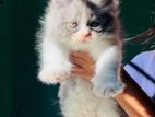 Persian cat