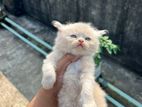 Persian Cat