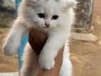 Persian cat