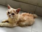 Persian Cat