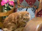 Persian cat for sell