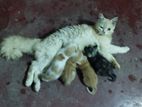 Persian Cat
