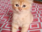 Persian Cat