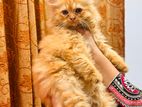 Persian Cat