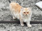 Persian cat