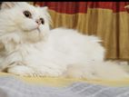 Persian Cat