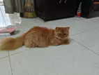 Persian Cat