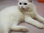 Persian Cat