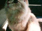 Persian Cat For Sales