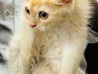 Persian cat for sell 3 ta 😽💜Long hair Triple coat