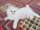 Persian cat for sell-Fixed