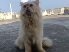 Persian cat for sell